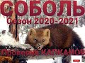 Отличная проверка капканов на СОБОЛЯ 11.11.2020