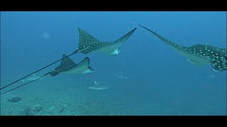 ASMR Maldives scuba diving with Sharks, Turtles and Eagle rays, underwater relaxing ASMR!