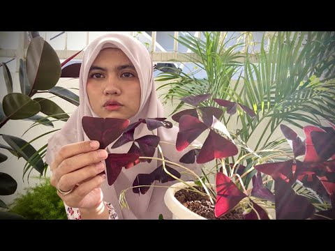 Video: Kapan oxalis mekar?