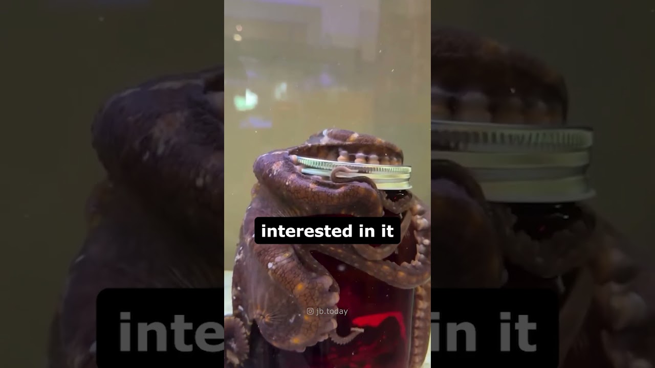 Octopus Figured Out How To Use His Hands 🐙