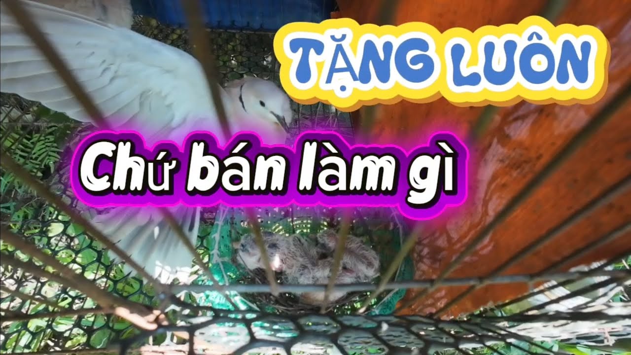 Khoái khoái TẶNG LUÔN chứ buôn bán gì?