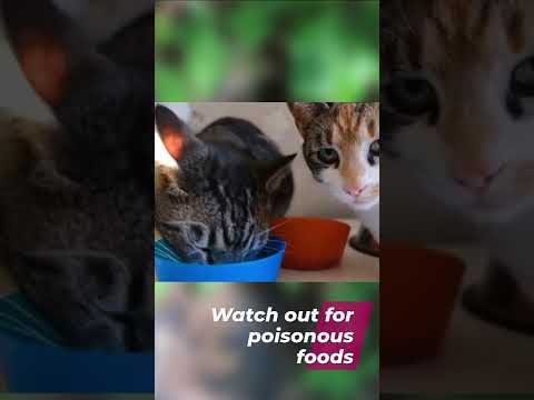 13 Pet Care Tips Your Veterinarian Wishes You Knew | part 3 13 Pet Care Tips Your Veterinarian Wishes You Knew | part 3