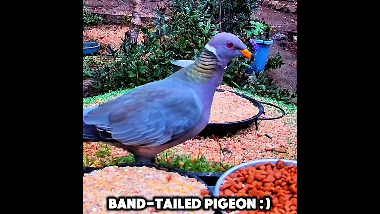 #pigeon