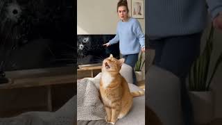 My Cat Broke The Tv And Acted Like Nothing Happened