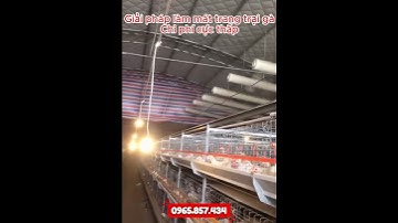 Giải Pháp Làm Mát Trang Trại Gà Giá Rẻ Với Quạt Thông Gió Vuông 1000x1000 Hiệu Quả Cao