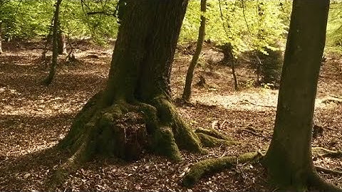 Forest Tree Roots Stock Video