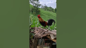 gà rừng mã vàng gáy hay. qaib qus daj qua zoo