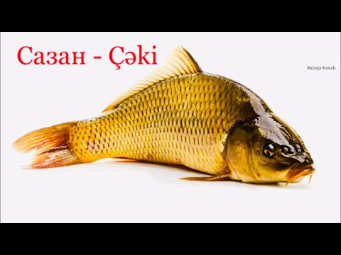 Video: Nərə balığı növləri. Nərə balığı (balıq): şəkil