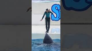 シャチの声「ラビー」可愛すぎ♥ #Shorts #鴨川シーワールド #シャチ #Kamogawaseaworld #Orca #Killerwhale