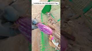 I Found a Fresh BRINJAL Buried in the Sand! (How?!) 🍆#shorts
