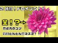 #101【生配信】パクチー　アクリル 　 how to draw with pencil