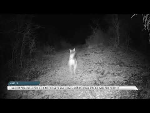 Il lupo nel Parco Nazionale del Cilento: nuovo studio rivela dati incoraggianti