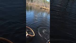Spinnerbait Bass off Brush Piles