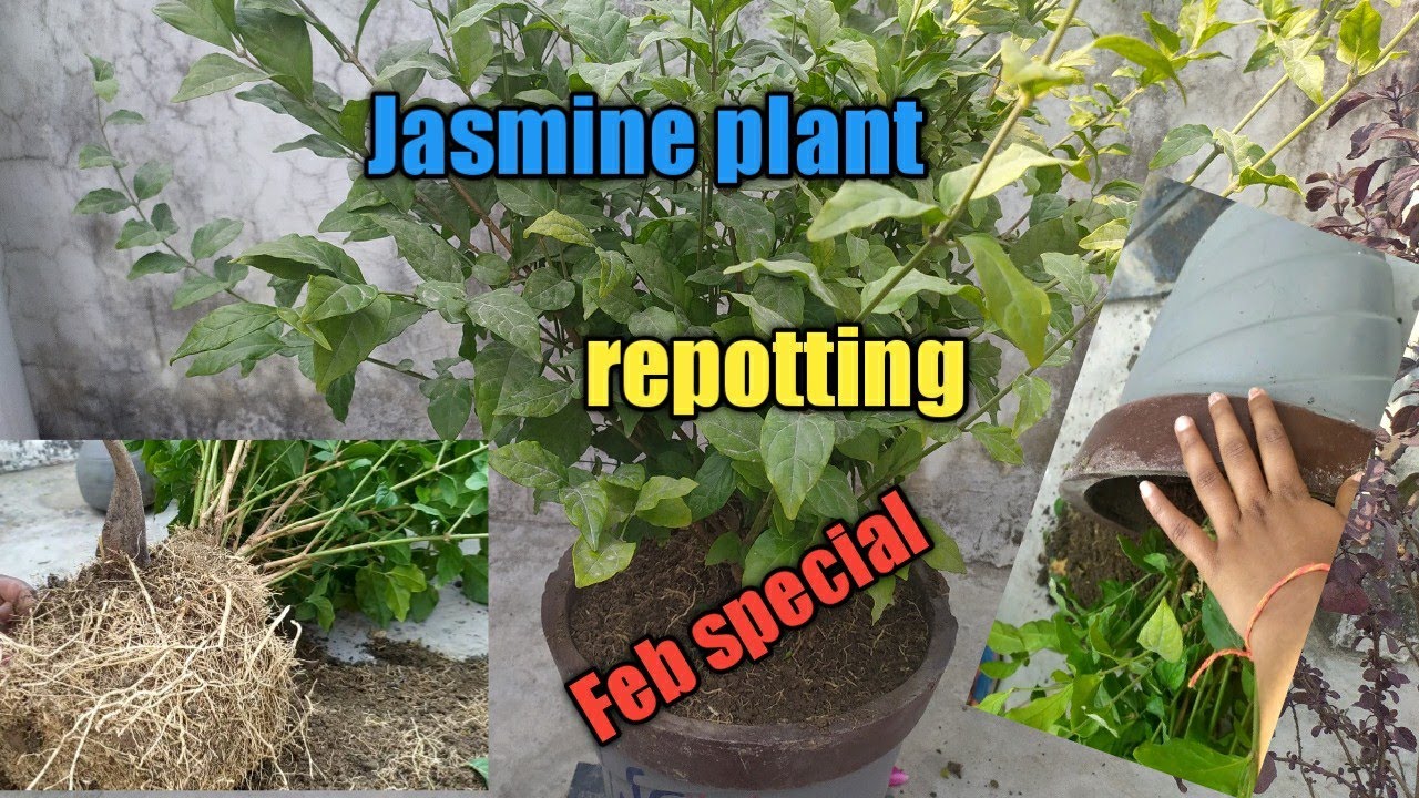 Jasmine plant repotting YouTube