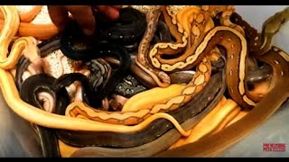 Morphs and More One of a Kind Super Sunday LIVE Net Worth