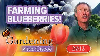FARMING BLUEBERRIES! Pick Your Own in Sequim! | Gardening With Ciscoe | Full Episode