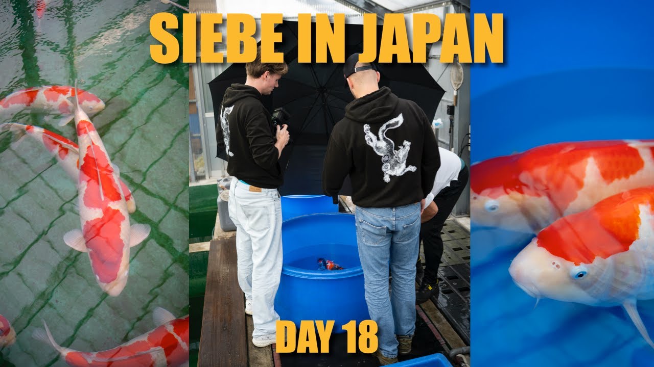 DAINICHI AUCTION SPECIAL & Nogami Koi Farm | Siebe In Japan Day 18