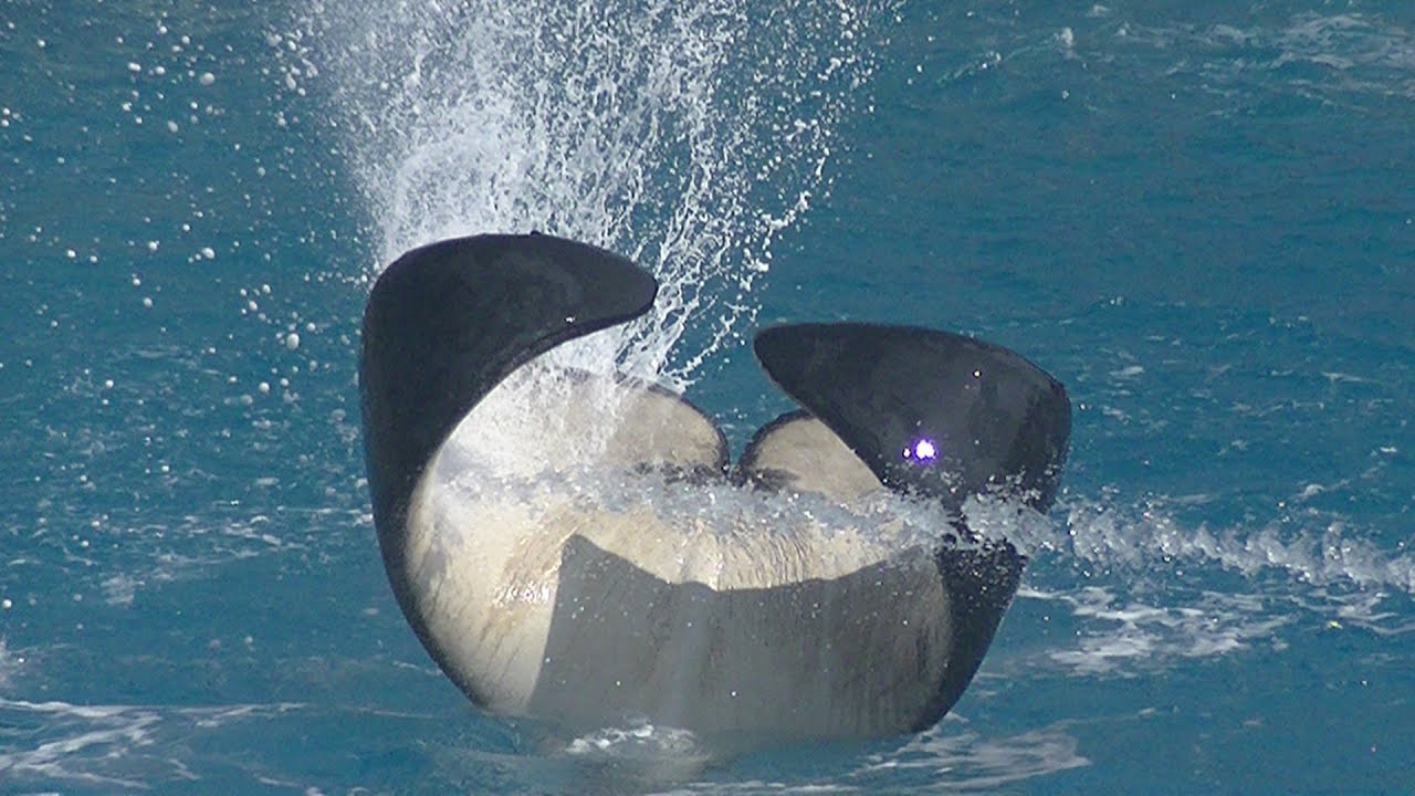 Keet Orca