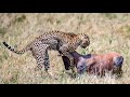 Nne Bora Cheetahs catching Topi