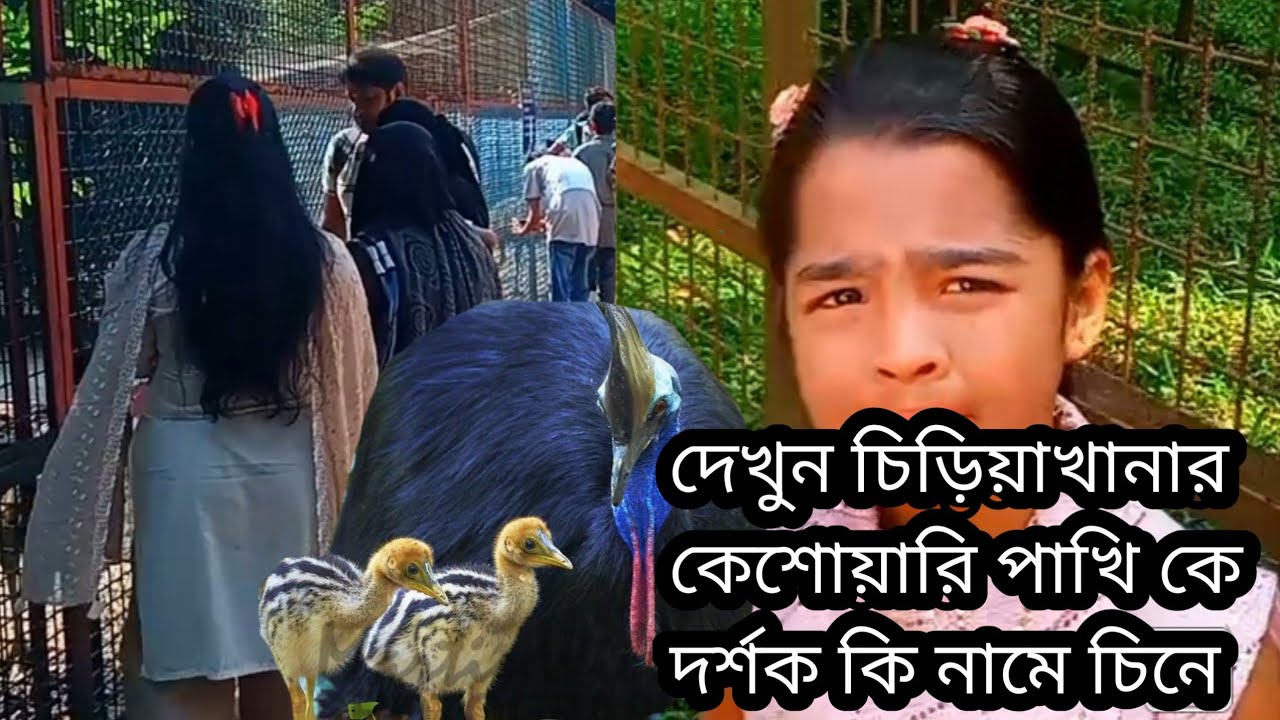 bangladesh-national-zoo-cassowary