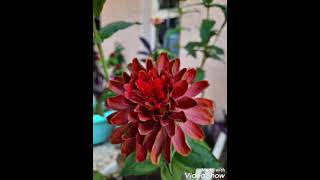 wonderful!! flowers of Zinnias.