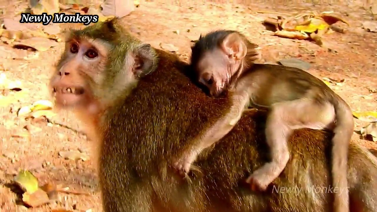 Alba still hurt It is much pain full, Her body and head wear still in pain