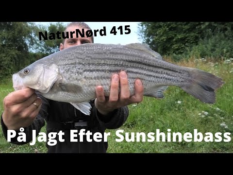 Video: Fiske efter hvid bas i søer