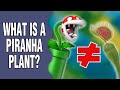 What IS a Piranha plant?