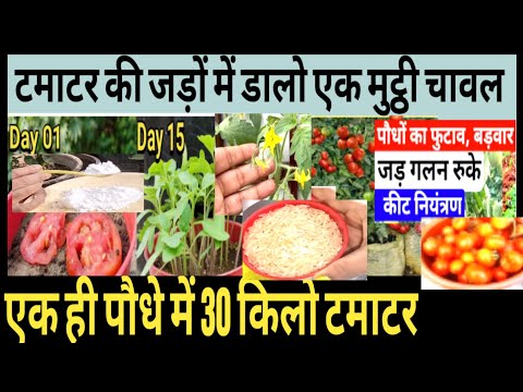 टमाटर के पौधे में जड़ों में सिर्फ एक मुट्ठी चावल डालने से 15 दिनमें देखो टमाटर के एकपौधे में 20 किलो