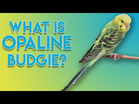 Video: How To Distinguish Budgerigars