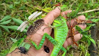 my finger was bitten by a big chameleon‼️catching various types of grasshoppers and other animals