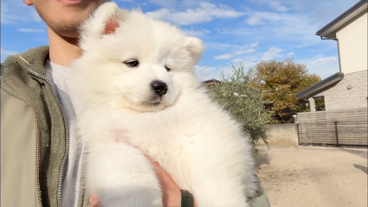 初外デビューで状況が飲み込めず抱っこされたまま固まるサモエドの子犬が尊すぎました…