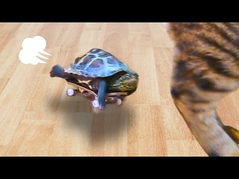 総集編】世界最速のカメ、そして逃げる猫たち【[Compilation] A turtle