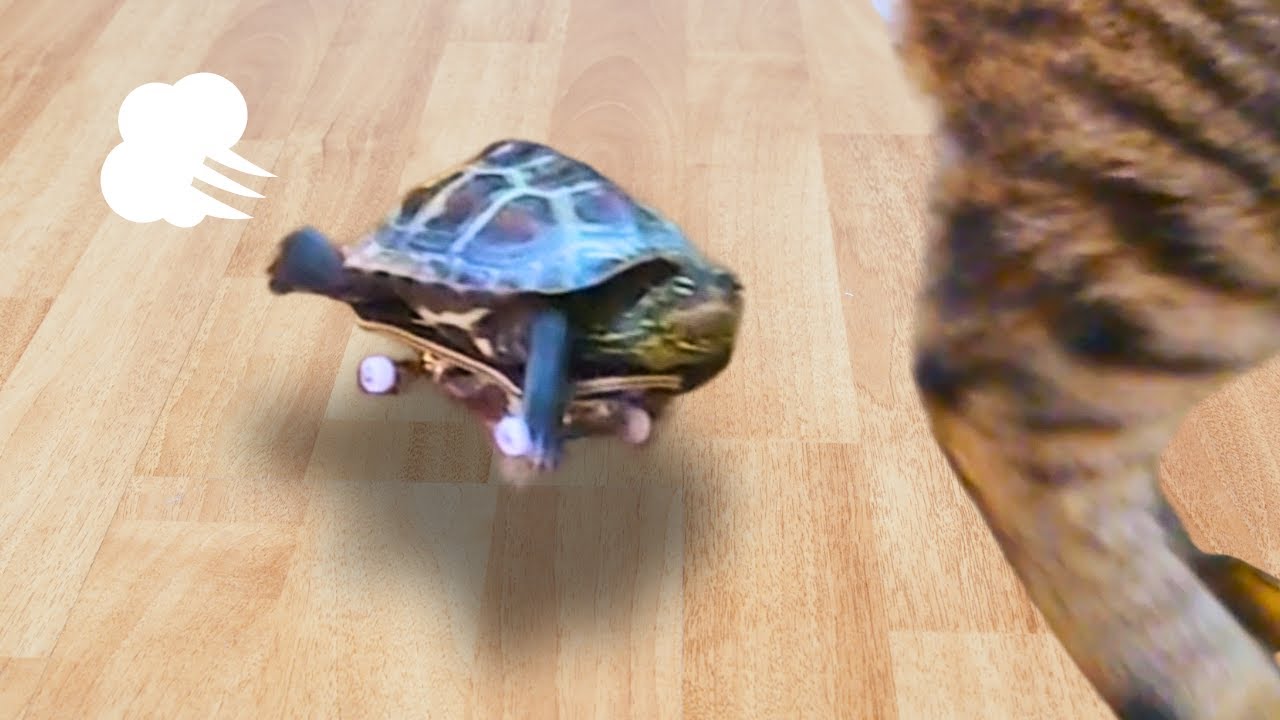 総集編】世界最速のカメ、そして逃げる猫たち【[Compilation] A turtle