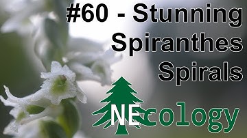 NEcology #60 - Stunning Spiranthes Spirals