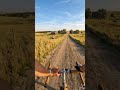 Horse Ranch Road view #cycling #shorts #horse