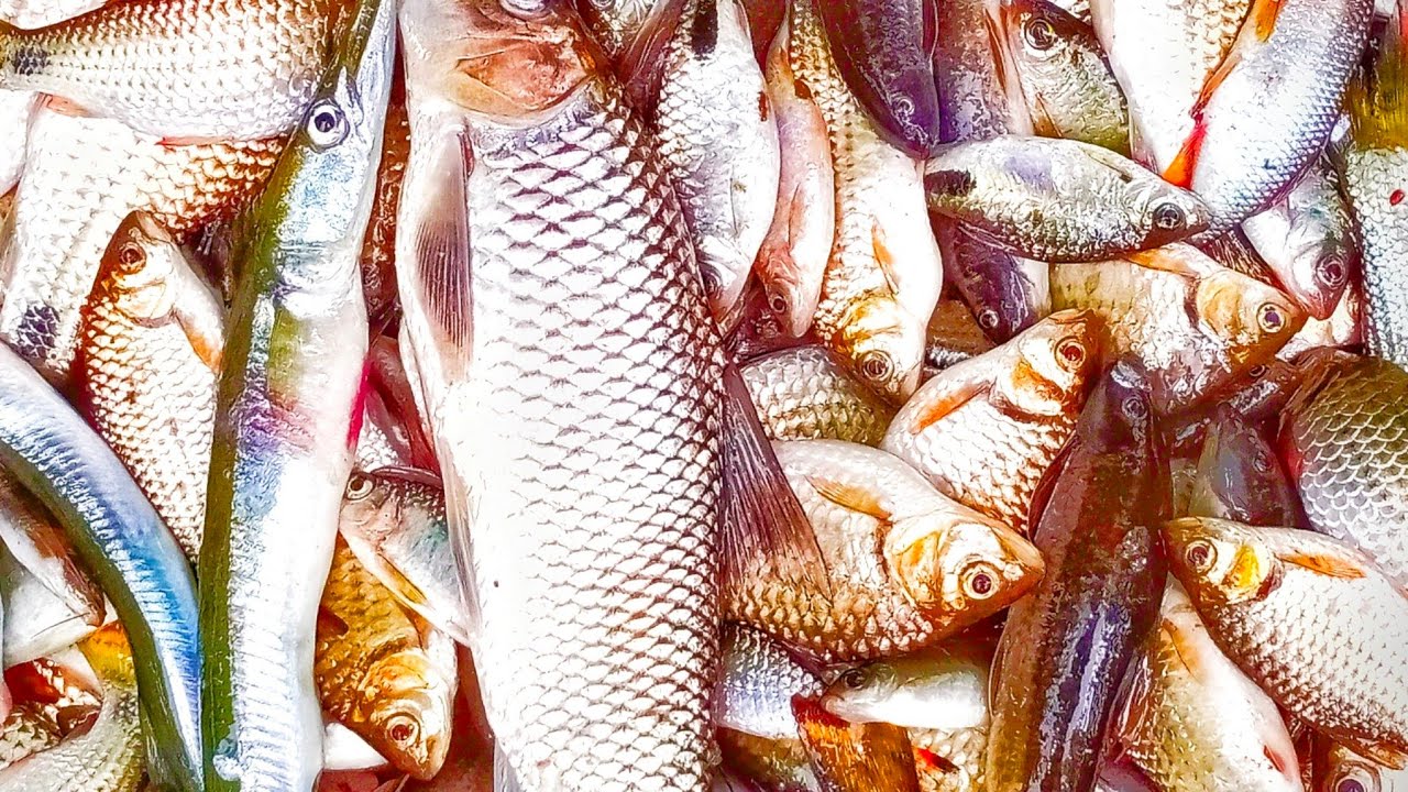 || Fishing Video For Whatsapp Status || New Trending Blinking Effect Video ||