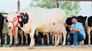 100 KG Milk,,3 Lakh Rate | Breed King👑Gurwinder Dairy Farm