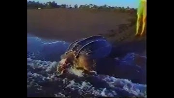 Pollution and Poaching : Leatherback Sea Turtles 1989
