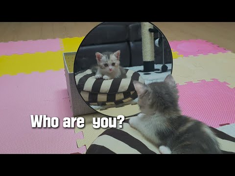 The Strange Reaction of a Kitten to the <strong>Mirror</strong> for the <strong>First</strong> time