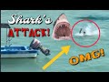 OMG!!! Shark's Attack! * What happens next?