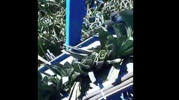Carrolls Produce Leek Production