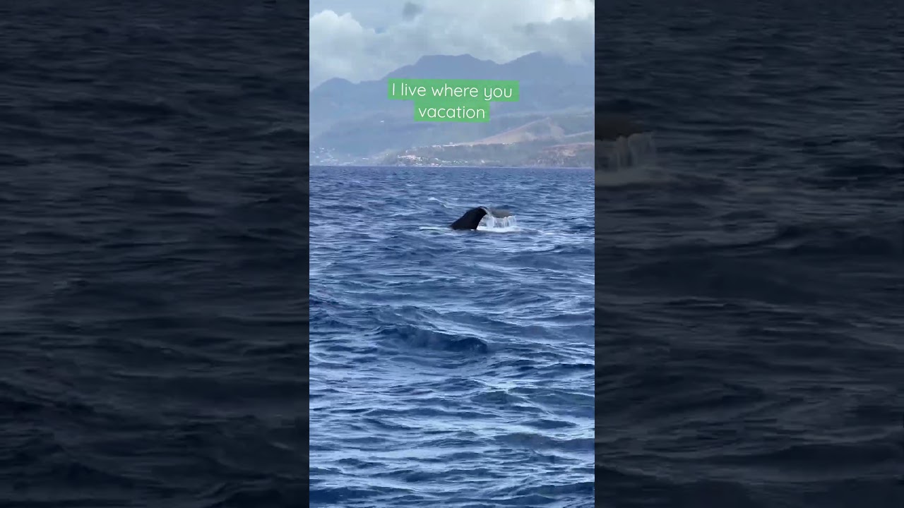 Sperm whale flicks it’s tail in Dominica. 