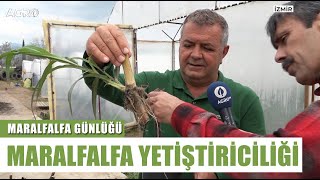 Kıymetli Bitki Maralfalfa! Turhan Kendirli'den Maralfalfa Rehberi | Maralfalfa Günlüğü