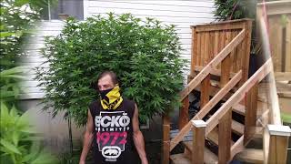 Grow off 2020 challenge update TwizTD RooTZ!!!