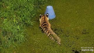 The longest soak! Jasmine tiger at Big Cat Rescue.