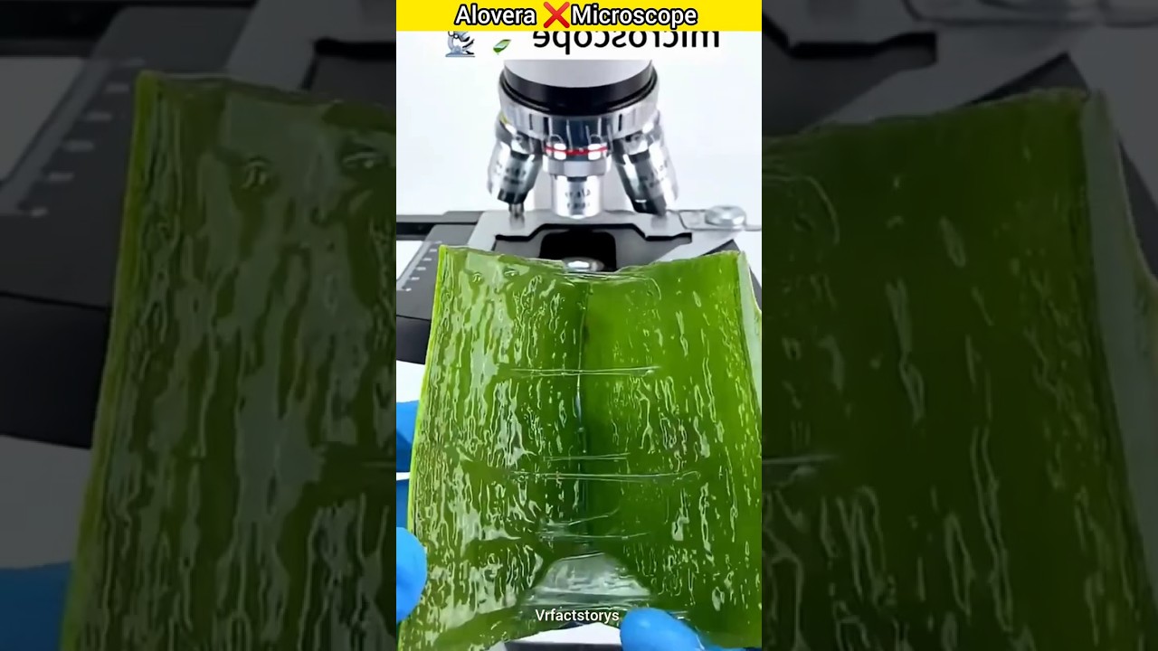 Alovera ❌ Microscope 