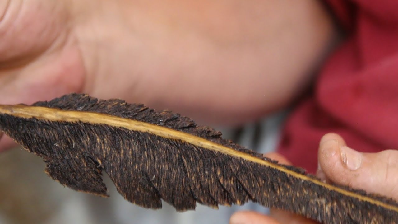 Carving an Eagle Feather in Basswood YouTube