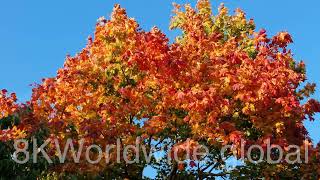 CJK 800. 8K. Autumn . Trees . H 264 /H 265  Mp4  HEVC  24Fps