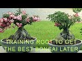Adenium  desert rose  training root for the best bonsai later